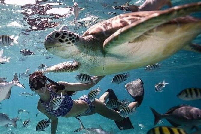 Snorkeling Tour In Gili Islands Pick Up From Lombok Or Gili - Who This Tour Fits Best