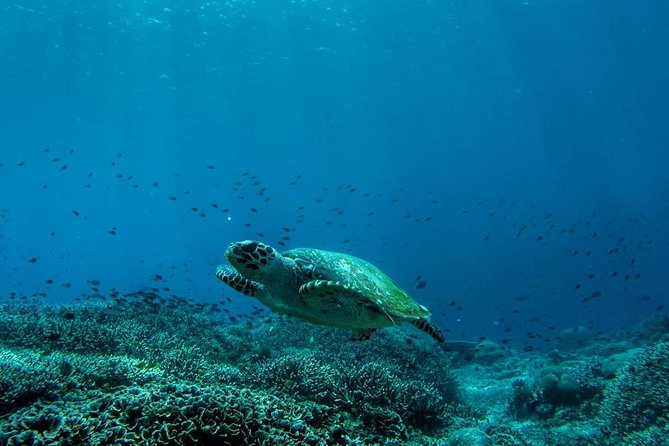 Snorkeling Trip Nusa Penida Bali - From Kuta to Nusa Penida: the early-morning plan that keeps things moving