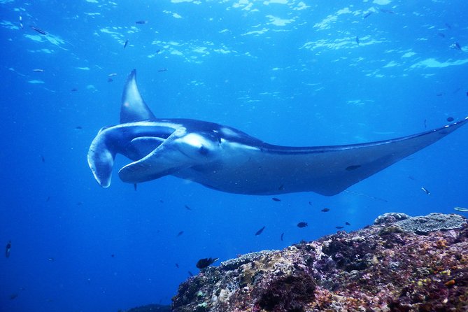Snorkeling Trip Nusa Penida Bali - Why the small-group setup on Blue Season Bali feels smarter