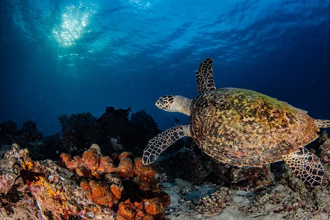 Snorkeling Trip to Menjangan Island - Menjangan Island snorkeling: the underwater show you came for