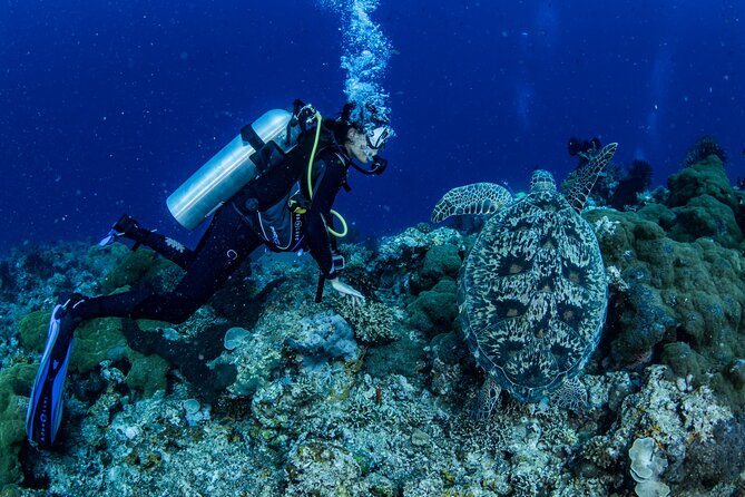 Snorkeling Trip to Menjangan Island - Price and value: is $56.59 for this Menjangan snorkel trip worth it?
