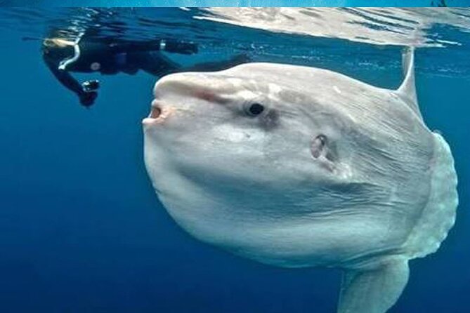 Snorkeling Trips with Manta Ray from Nusa Lembongan - Price and Value: What $23 Buys You in Real Life