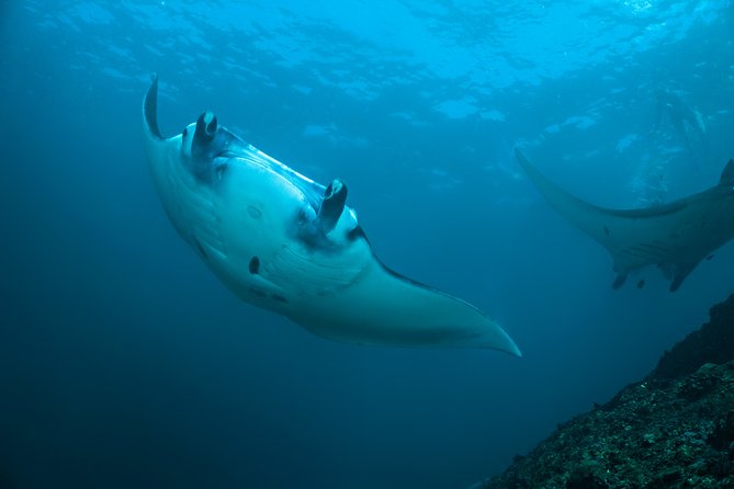 Snorkelling with Manta Rays at Nusa Penida and Lembongan - Key things to know before you go