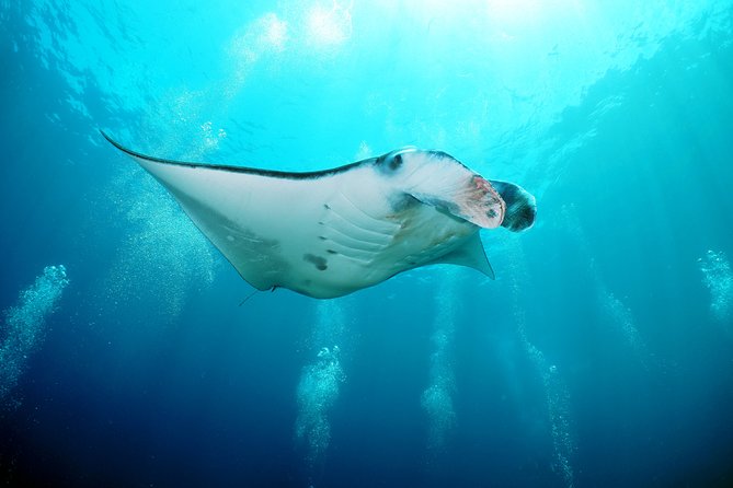 Snorkelling with Manta Rays at Nusa Penida and Lembongan - Manta Point and the manta-ray routine that keeps it fun
