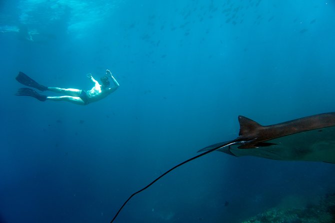 Snorkelling with Manta Rays at Nusa Penida and Lembongan - Price and value: is $143 fair for a two-island manta day?