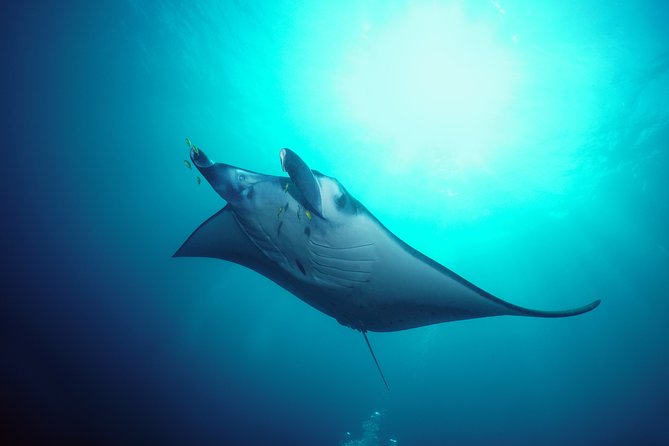 Snorkelling with Manta Rays at Nusa Penida and Lembongan - Small groups, smooth guidance, and what that means in the water