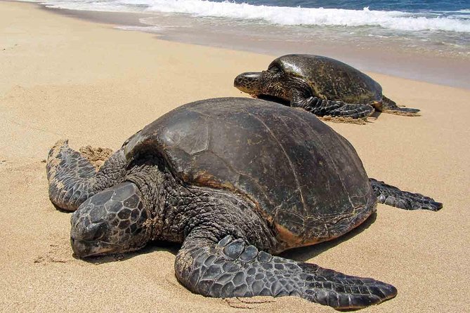 Sukamade Turtle Land Beach (2D1N) - Key moments that make this tour worth it