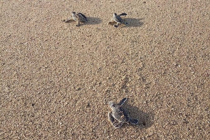 Sukamade Turtle Land Beach (2D1N) - Why Meru Betiri’s turtle beaches feel different