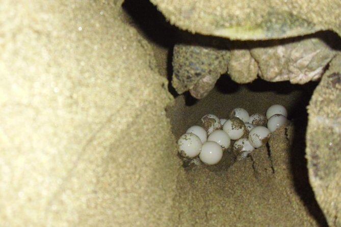 Sukamade Turtle Land Beach (2D1N) - Overnight in the park: meals included, comfort included