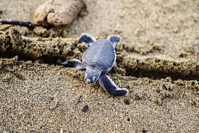 Sukamade Turtle Land Beach (2D1N) - Day 2: 06:00 turtle baby release at Sukamade