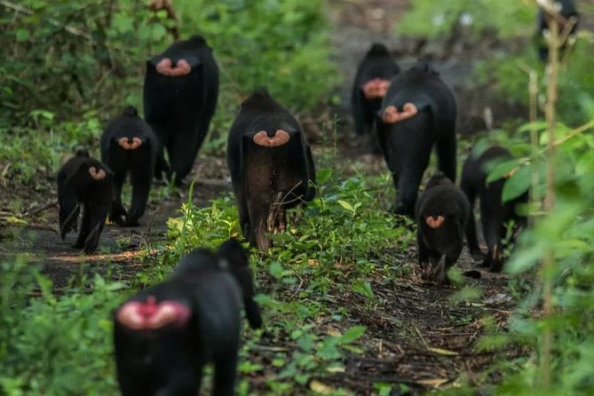 Sulawesi Tangkoko National Park Private Tour - Tangkoko Nature Reserve: Ranger Help for Real Sighting Chances