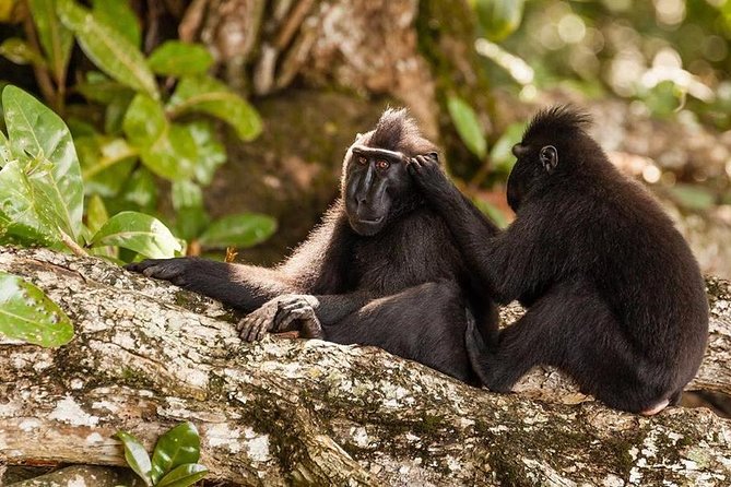 Sulawesi Tangkoko National Park Private Tour - The Species List You Can Plan For, Not Just Hope For