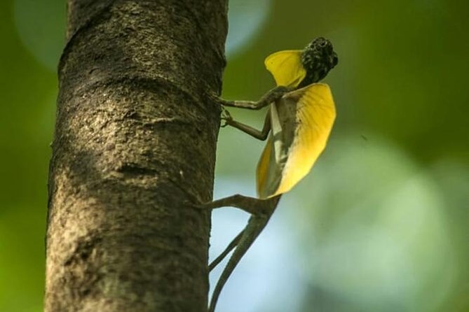 Sulawesi Tangkoko National Park Private Tour - What the 10 Hours Really Feels Like, and What to Wear