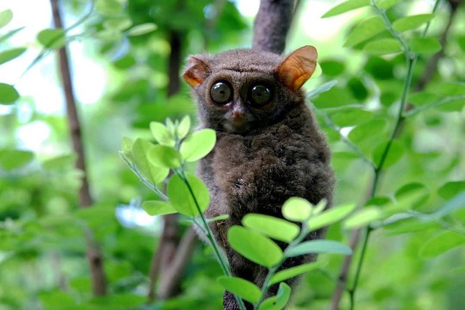 Sulawesi Tangkoko National Park Private Tour - FAQ