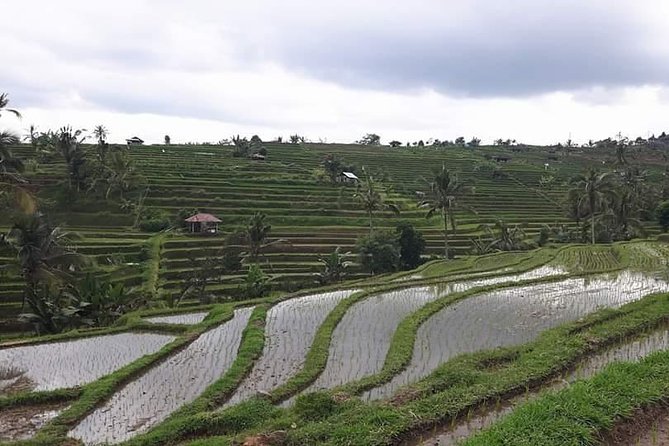 Tanah Lot and North Bali Private Tour - All inclusive - Private transportation and the guide factor: English, humor, and real answers