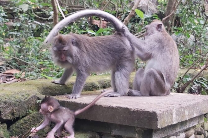 Tanah Lot And Ubud - Full Day Private Tour - Sacred Monkey Forest Sanctuary: Rainforest Vibes With Attitude