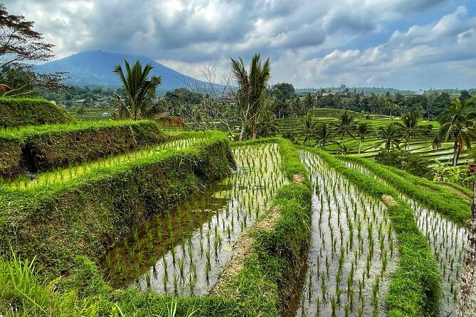 Tanah Lot - Ulun Danu Beratan Temple - Scenic Countryside Tour - Price and what you really get for $85 (per group)
