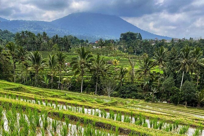 Tanah Lot - Ulun Danu Beratan Temple - Scenic Countryside Tour - Stop 2: Banyumala Twin Waterfalls, jungle time you’ll actually enjoy