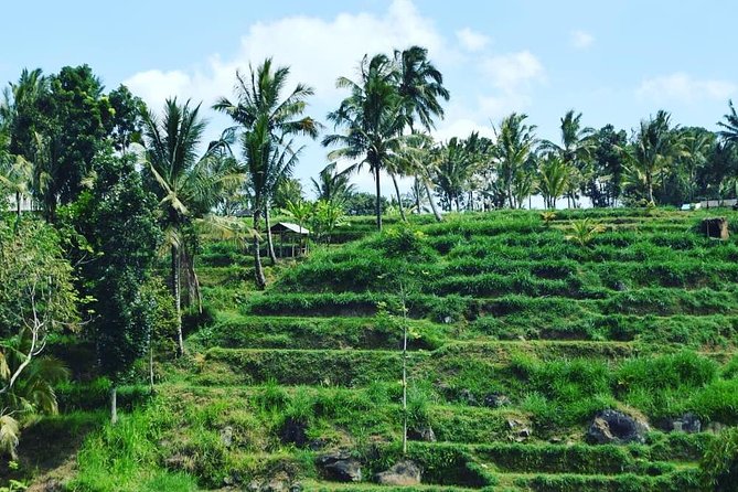 Tetebatu Walking Tour - Rice Terraces, Waterfall & Monkey Forest - Rice terraces walking: your morning pace and viewpoints
