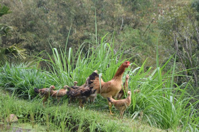 Tetebatu Walking Tour - Rice Terraces, Waterfall & Monkey Forest - Pickup timing and how the day flows