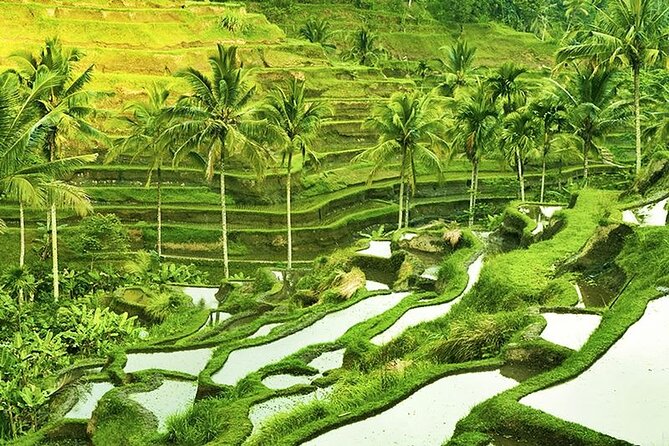 The Popular Of Ubud Private Day Tour - Timing, transfers, and the real rhythm of an 8-hour day