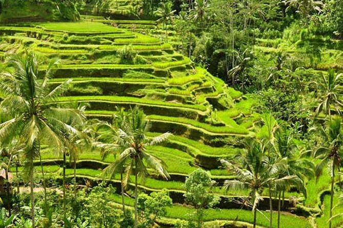 Tlaga Singha Infinity Pool, Jungle swing & Rice Terrace Trip - Who should book this tour (and who should skip it)