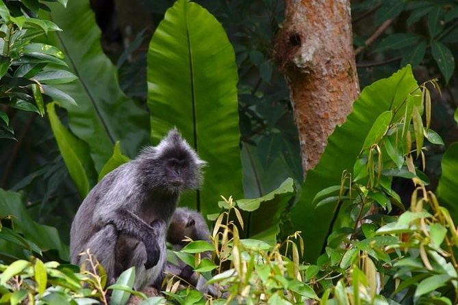 TOUR PACKAGE (jungle trekking, taxi, Room) 4 DAYS 3 NIGHTS in BUKIT LAWANG - Bukit Lawang and Leuser Park: The Best 4-Day Loop for Orangutans