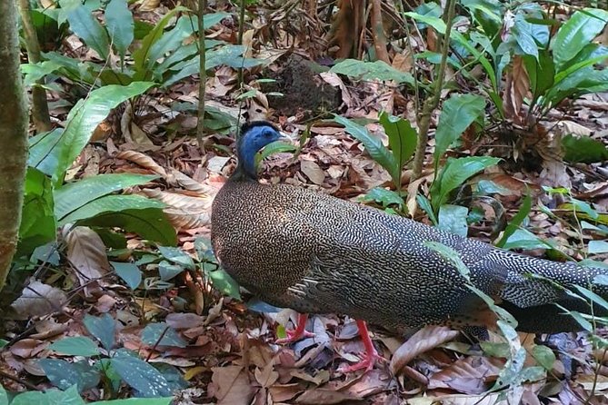 TOUR PACKAGE (jungle trekking, taxi, Room) 4 DAYS 3 NIGHTS in BUKIT LAWANG - What Those Animal Spotting Moments Can Feel Like