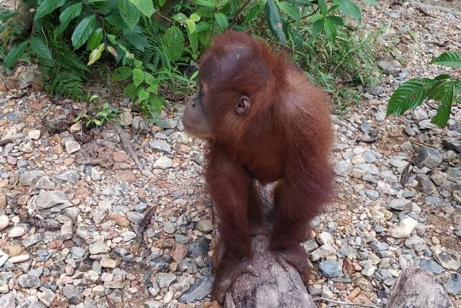 TOUR PACKAGE (jungle trekking, taxi, Room) 4 DAYS 3 NIGHTS in BUKIT LAWANG - Day 3: Finish the Trek and Drift Back by Traditional Raft