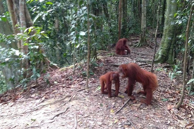 TOUR PACKAGE (jungle trekking, taxi, Room) 4 DAYS 3 NIGHTS in BUKIT LAWANG - Day 2 in Gunung Leuser: Orangutans, Trees, and a Long Jungle Day