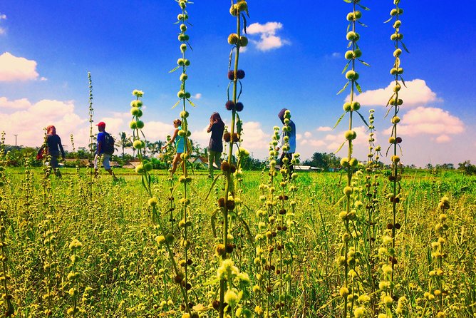 Trekking and Sightseeing tour with lunch - Lunch over rice paddies, plus the value of staying fueled