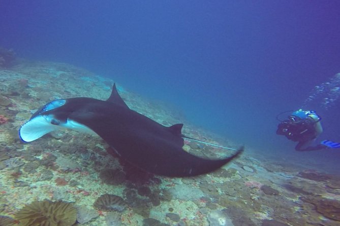 Try Diving in Manta Point - Nusa Penida - Manta Point plus Crystal Bay and a north drift site, what you’re aiming to see