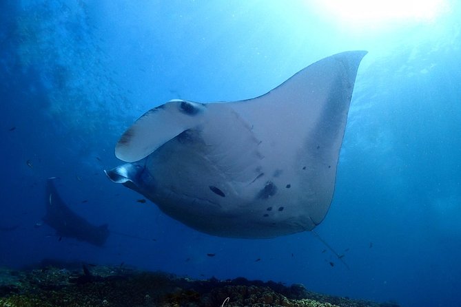 Try Diving in Manta Point - Nusa Penida - How the intro course works, theory and pool before any ocean water