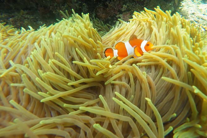 Try Scuba Diving at Padang Bai - Two underwater sessions from the boat, what to expect