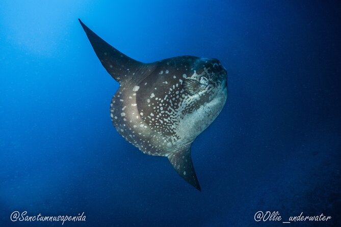 Try Scuba Diving for Beginners with manta rays (Non - Certified) - Nusa Penida manta rays: the real reason to do this