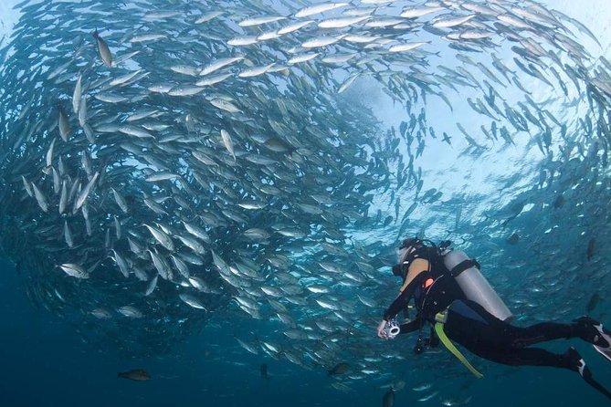Tulamben Diving Tour Shipwreck USS Bali - Key things to know before you go