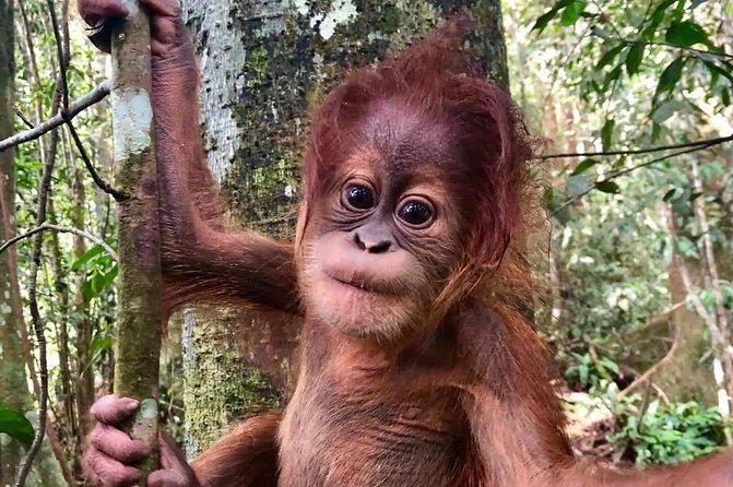 Two days orangutans adventure in Gunung Leuser - Key Highlights You Should Not Miss
