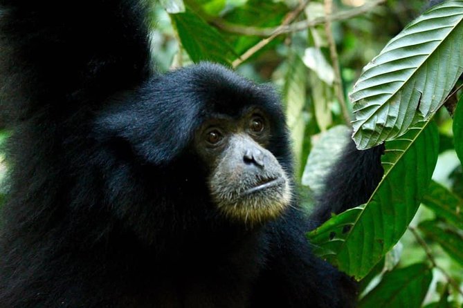 Two days orangutans adventure in Gunung Leuser - Day 1: From Bukit Lawang to a Jungle Campsite