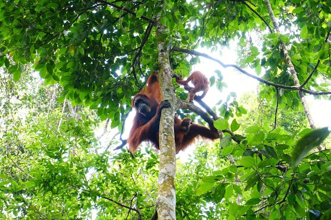 Two days orangutans adventure in Gunung Leuser - The Orangutan Part, How to Think About It