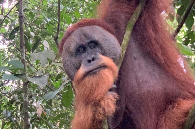 Two days orangutans adventure in Gunung Leuser - Trekking Practicalities: What You Should Prep For