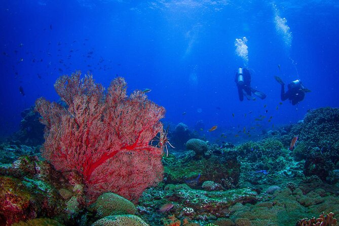 Two fun dives morning trip (Certified Divers only) - Key highlights worth planning around