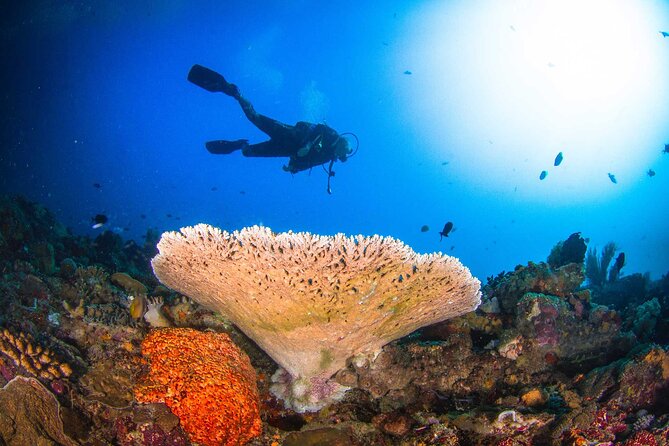 Two fun dives morning trip (Certified Divers only) - First, know what you are signing up for (certified, small, boat-based)