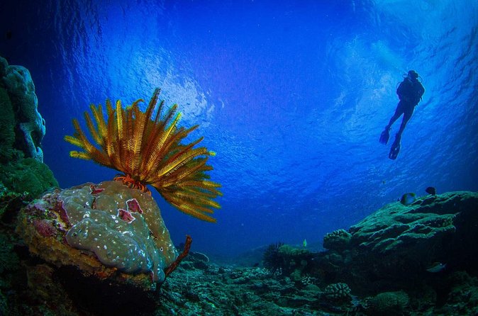 Two fun dives morning trip (Certified Divers only) - Reef highlights you might actually see (not just on paper)