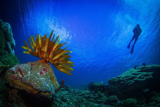 Two fun dives morning trip (Certified Divers only) - Practical tips so your morning goes smoothly