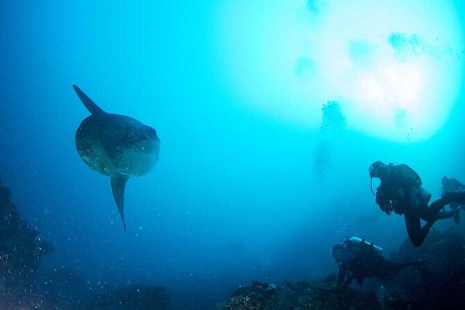 Two fun dives morning trip (Certified Divers only) - Why they pick sites based on weather and current