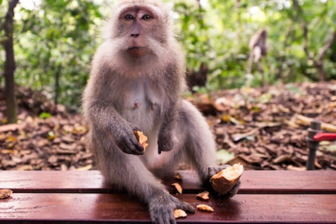 Ubud 1 Day Tour (Private & All-Inclusive) - Key points before you go