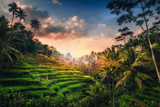 Ubud 1 Day Tour (Private & All-Inclusive) - Lunch at d’Alas Warung: a real break with rice-paddy scenery