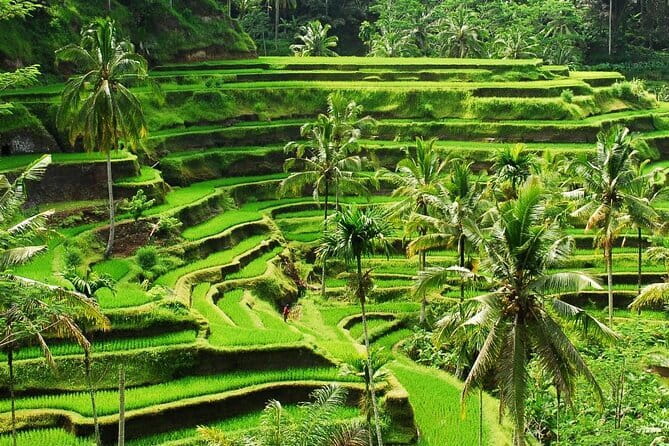 Ubud 1 Day Tour (Private & All-Inclusive) - Tegalalang Rice Terrace: the classic Ubud finale for photos and calm