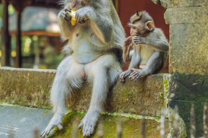 Ubud 1 Day Tour (Private & All-Inclusive) - Sacred Monkey Forest Sanctuary: fun animals, clear boundaries