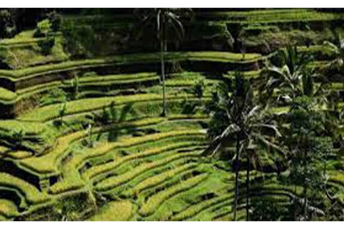 Ubud ATV Quad Bike, Monkey Forest and Rice Terrace - How the Day Moves from Kuta to Ubud Area (Without Chaos)